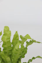 Mélange De 5 Plantes Dépolluantes – Plante D’Intérieur