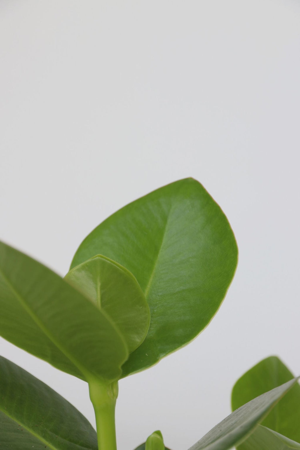 Mélange De 5 Plantes Dépolluantes – Plante D’Intérieur