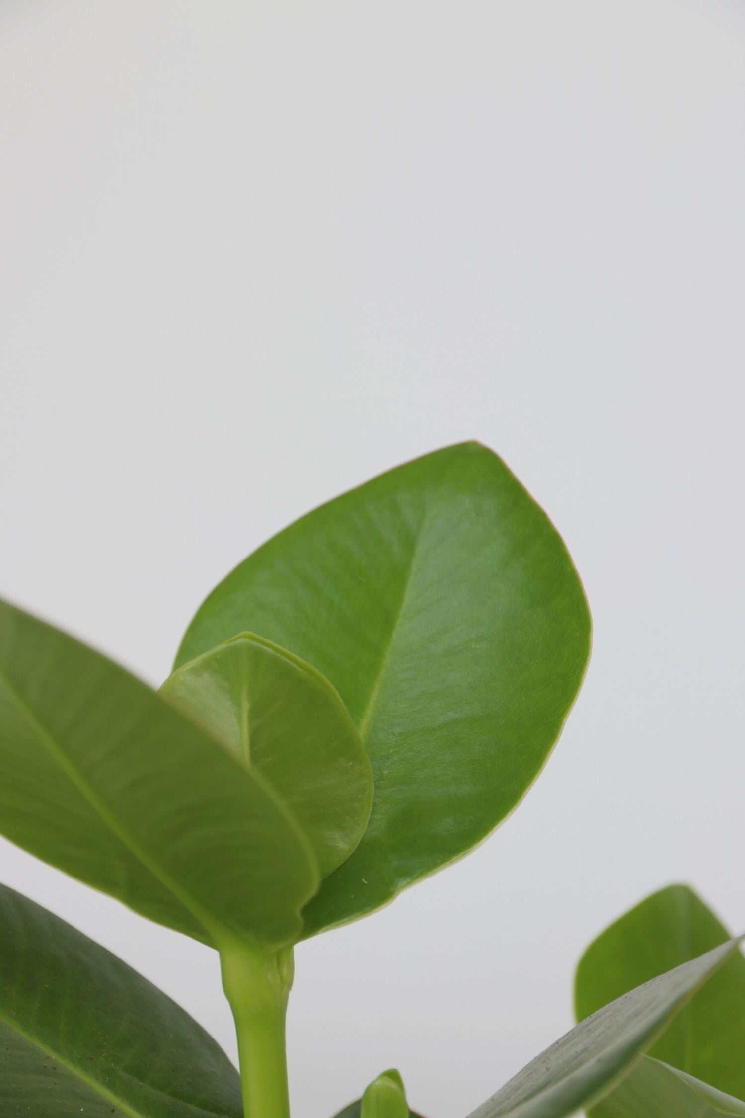 Mélange De 5 Plantes Dépolluantes – Plante D’Intérieur