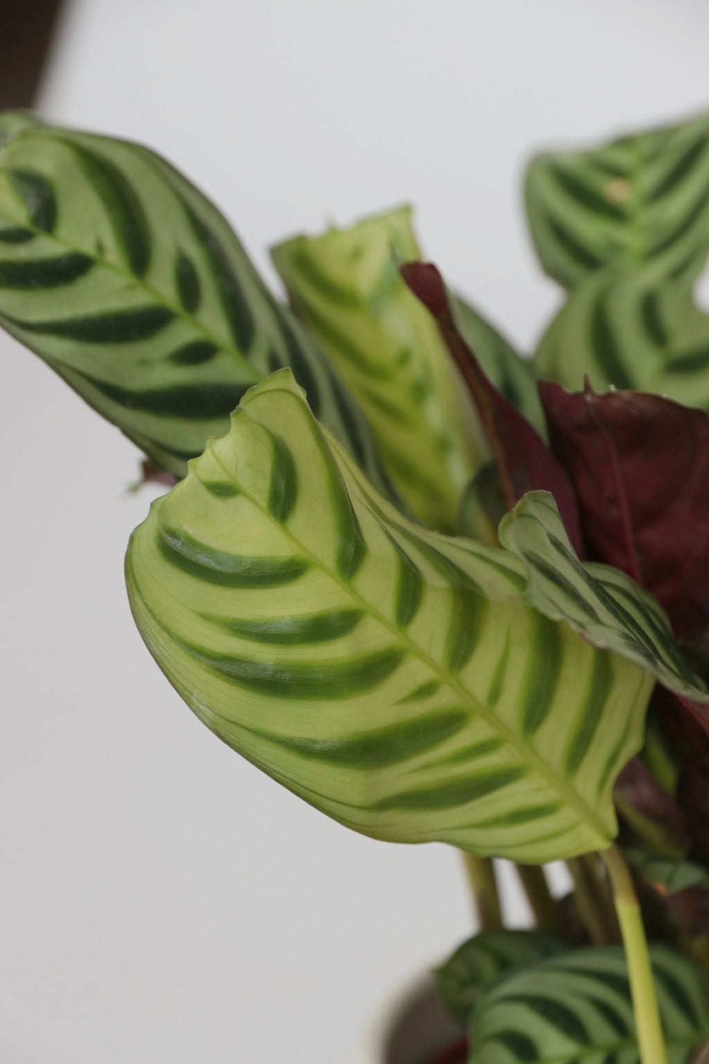 Mélange De 5 Plantes Dépolluantes – Plante D’Intérieur