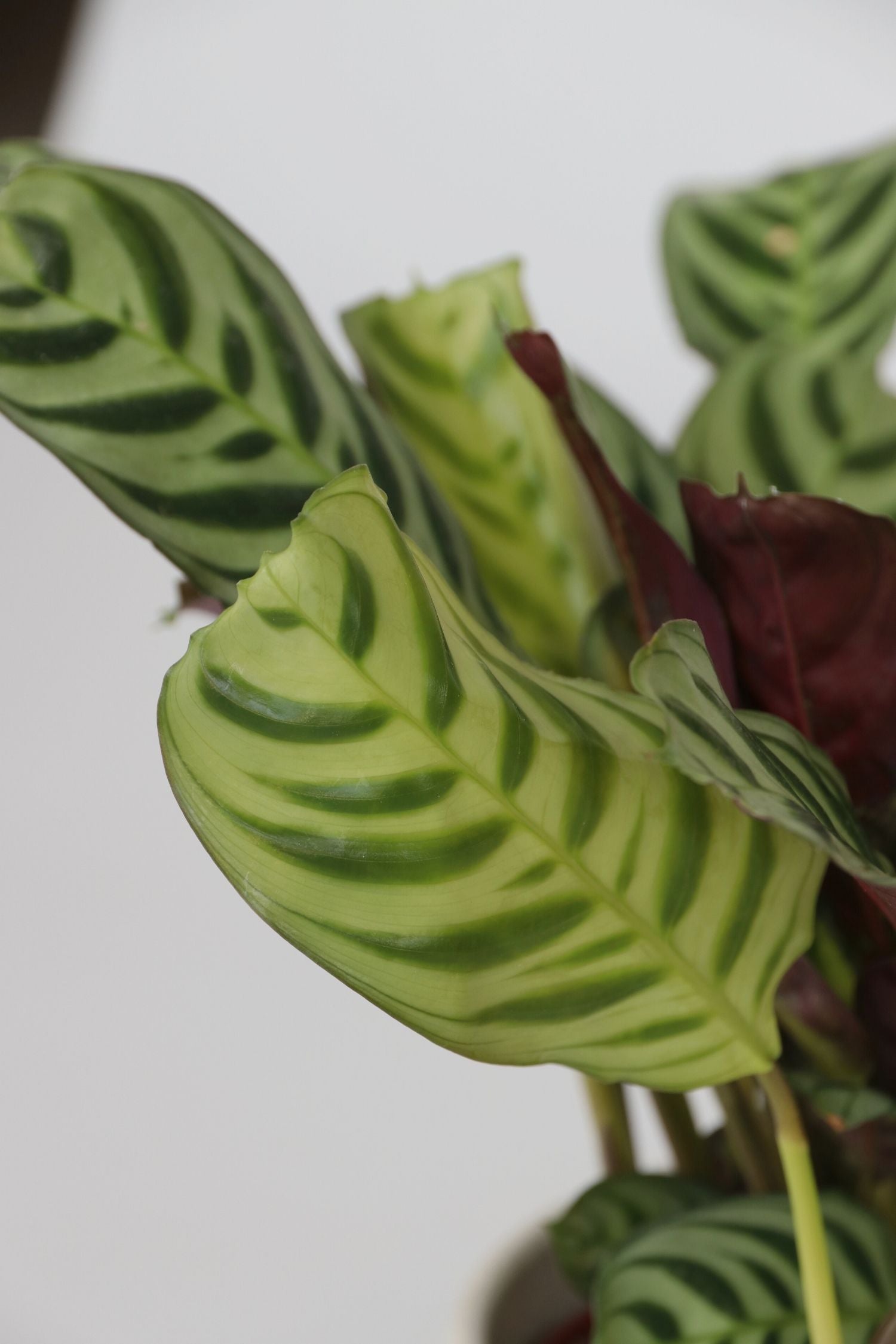 Mélange De 5 Plantes Dépolluantes – Plante D’Intérieur