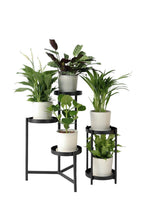 Lot De 5 Plantes Purificatrices D'Air – Plante D'Intérieur