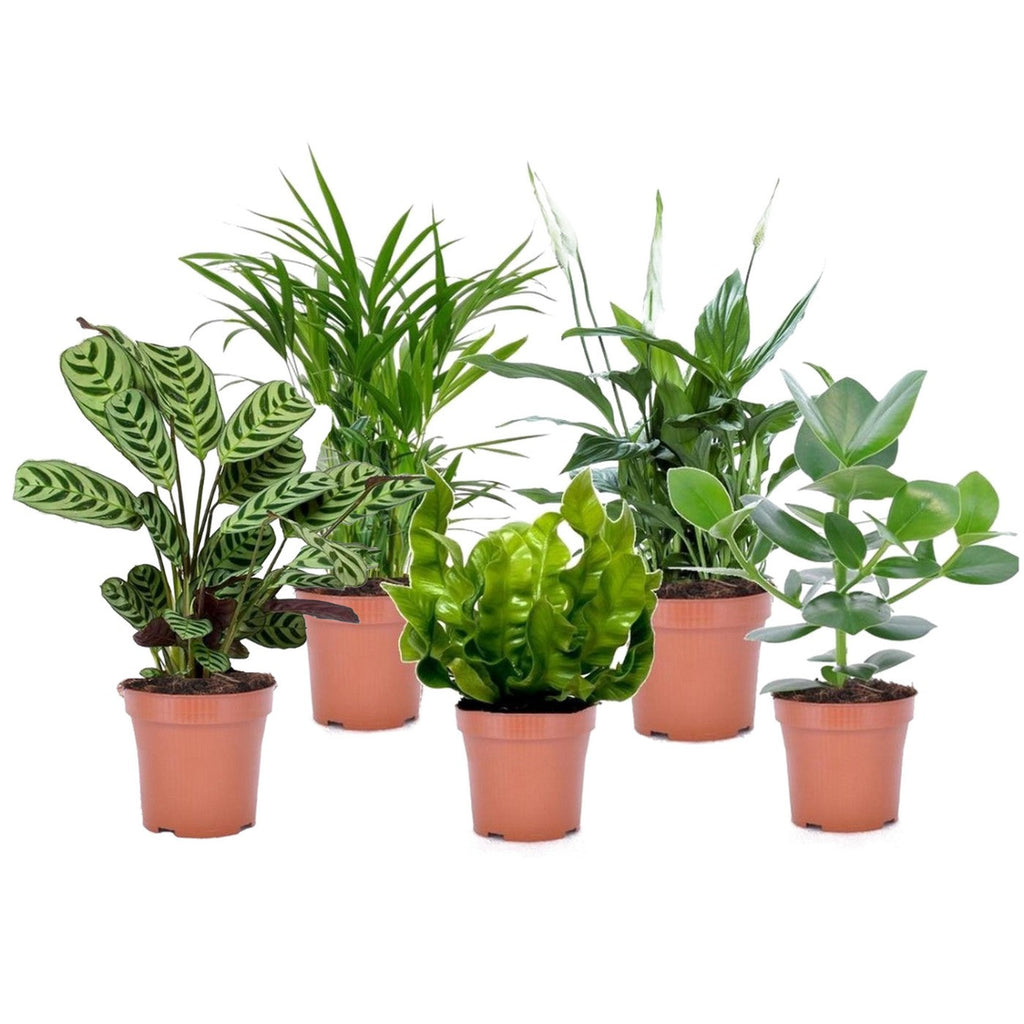 Lot De 5 Plantes Purificatrices D'Air – Plante D'Intérieur