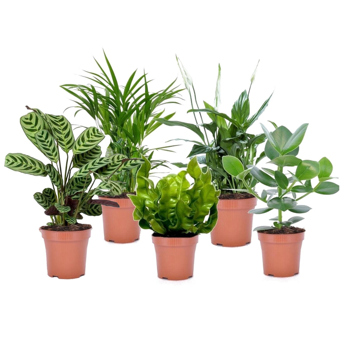 Lot De 5 Plantes Purificatrices D'Air – Plante D'Intérieur