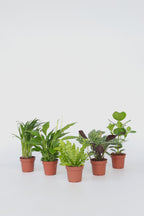 Mélange De 5 Plantes Dépolluantes – Plante D’Intérieur