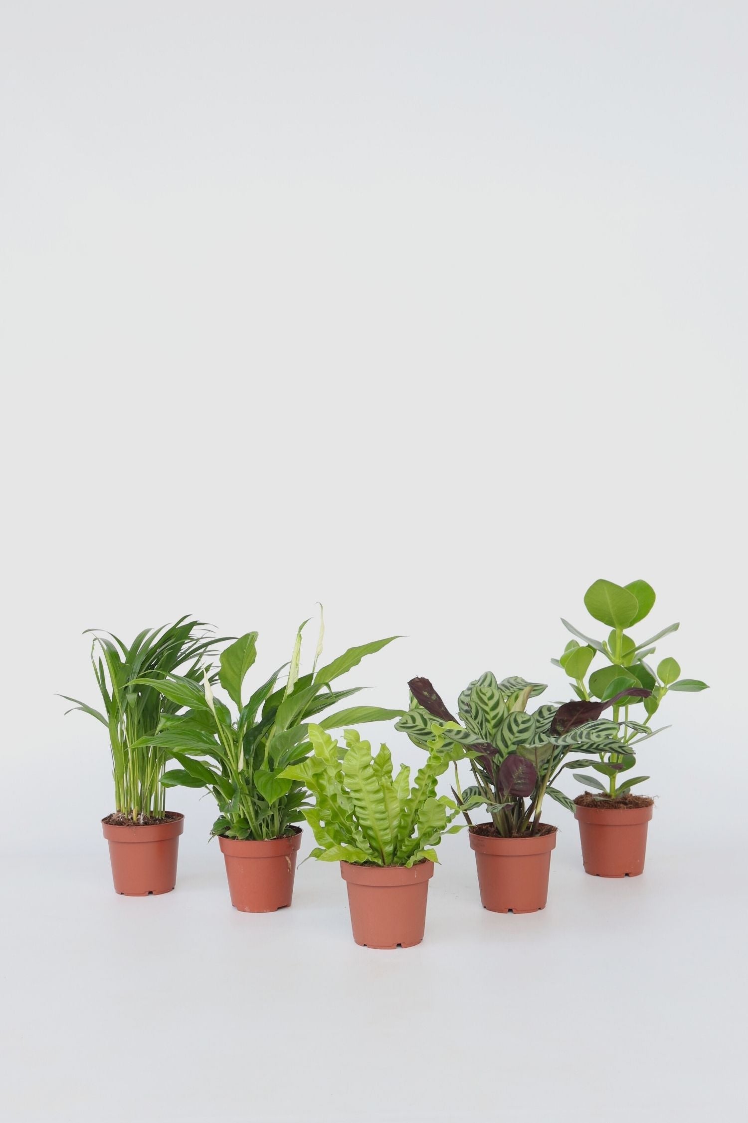 Mélange De 5 Plantes Dépolluantes – Plante D’Intérieur