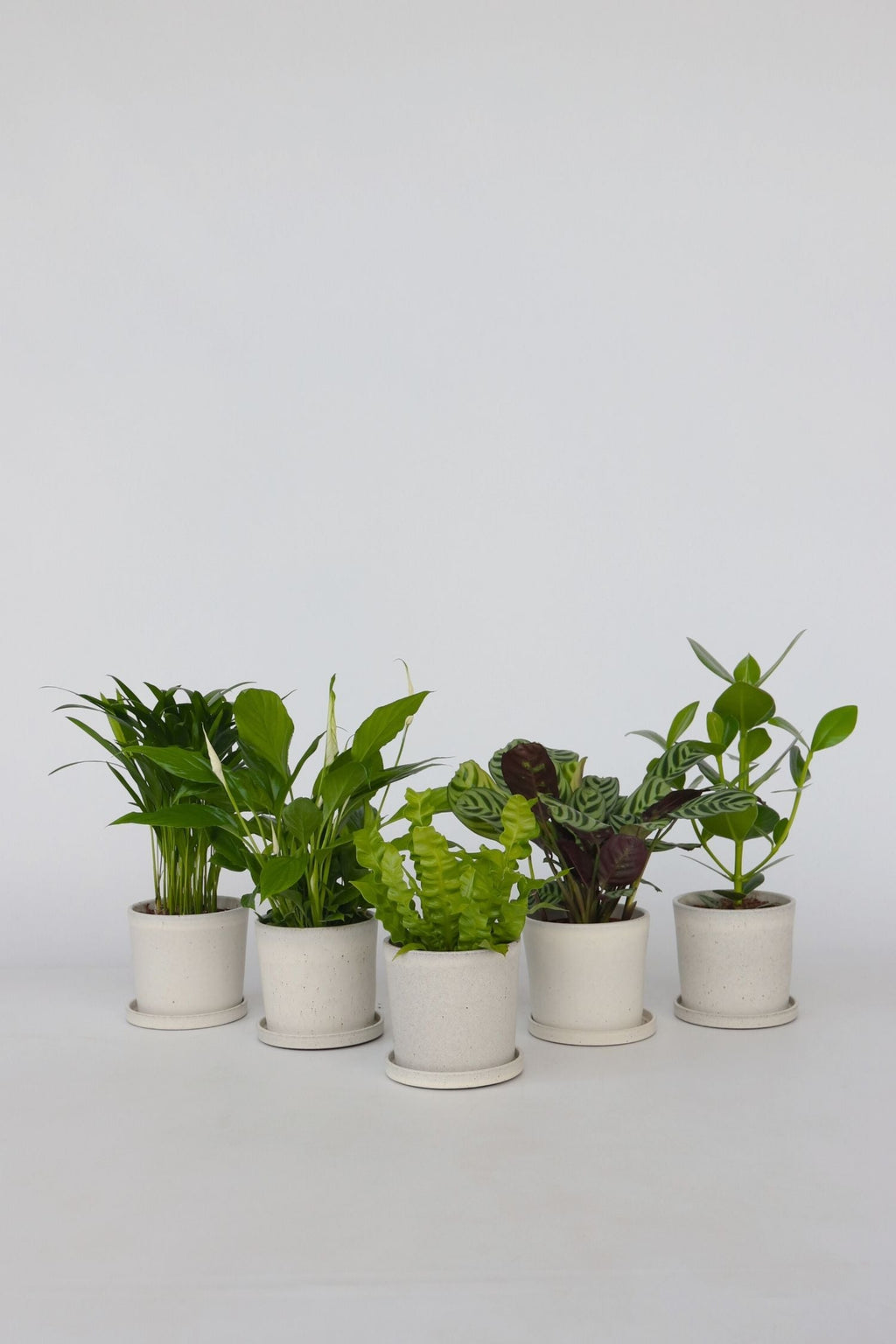 Mélange De 5 Plantes Dépolluantes – Plante D’Intérieur