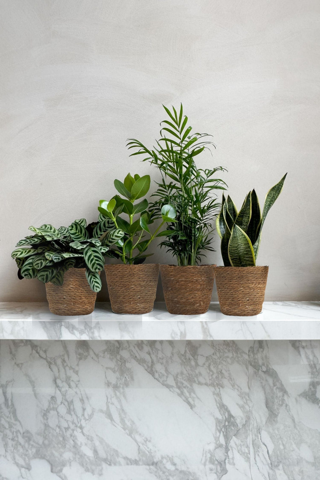 Lot De 4 Plantes Faciles D’Entretien En Paniers Décoratifs – Plante D’Intérieur