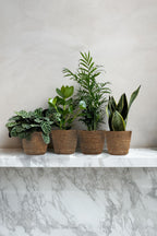 Lot De 4 Plantes Faciles D’Entretien En Paniers Décoratifs – Plante D’Intérieur