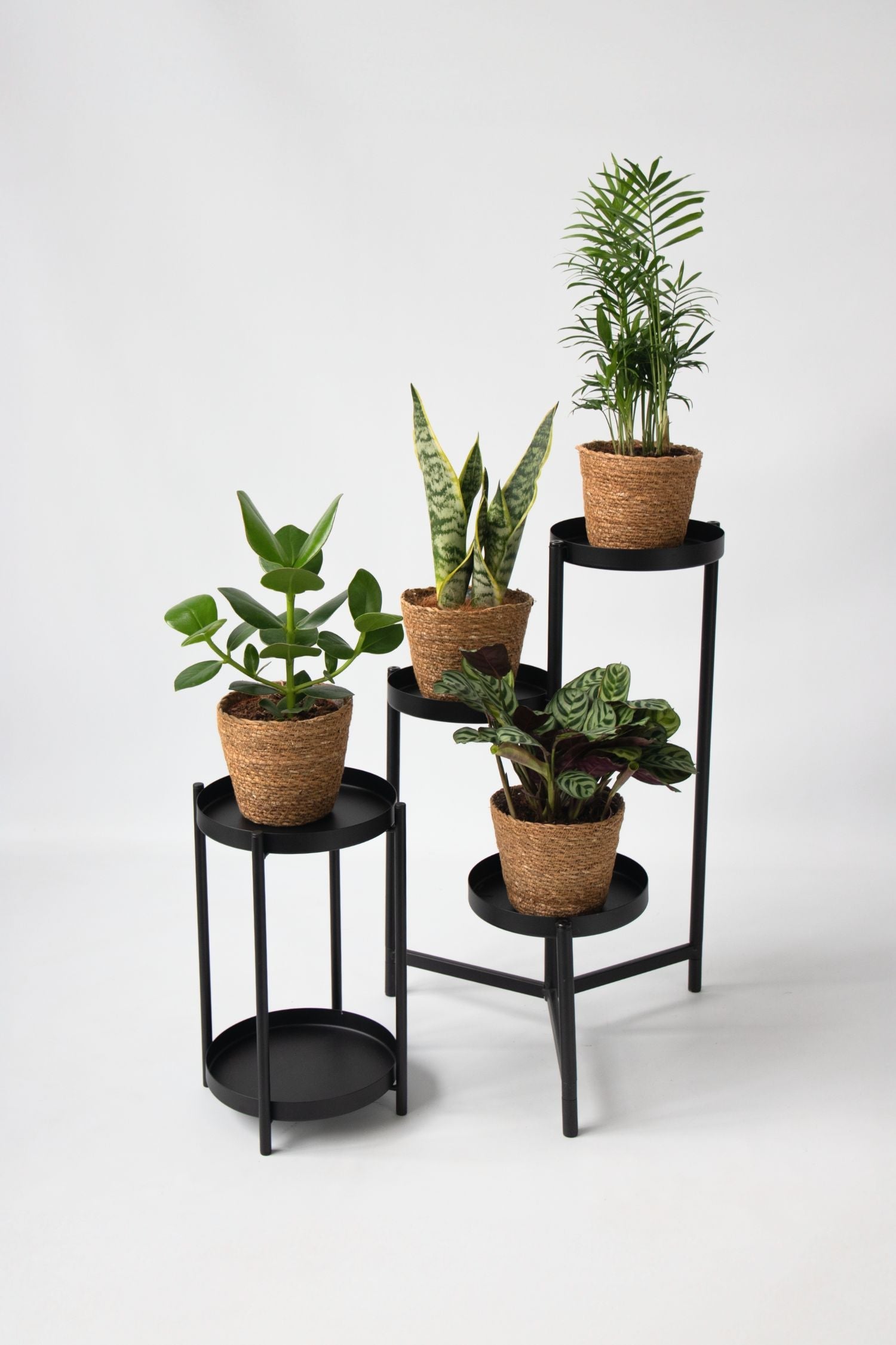 Lot De 4 Plantes Faciles D’Entretien En Paniers Décoratifs – Plante D’Intérieur