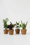 Lot De 4 Plantes Faciles D’Entretien En Paniers Décoratifs – Plante D’Intérieur