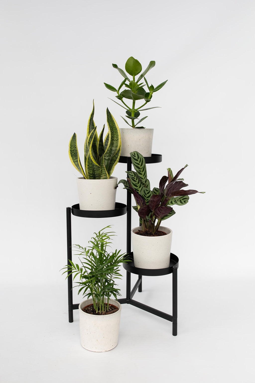 Mélange De 4 Plantes Faciles D’Entretien – Plante D’Intérieur