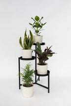 Mélange De 4 Plantes Faciles D’Entretien – Plante D’Intérieur