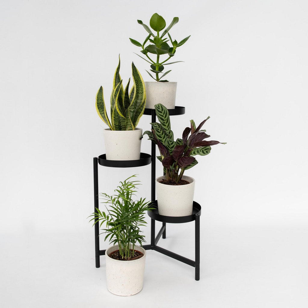 Lot De 4 Plantes Faciles D'Entretien – Plante D'Intérieur