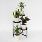 Lot De 4 Plantes Faciles D'Entretien – Plante D'Intérieur
