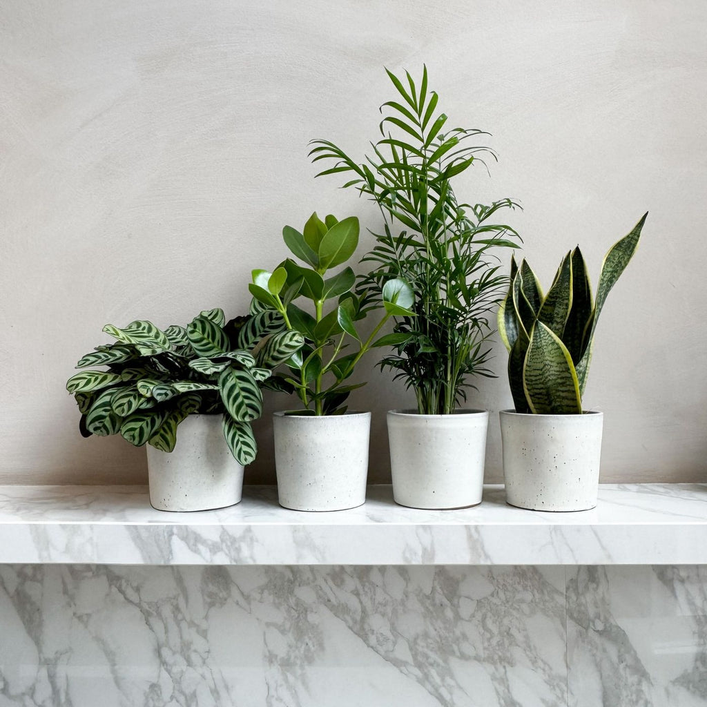 Lot De 4 Plantes Faciles D'Entretien – Plante D'Intérieur