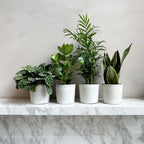 Lot De 4 Plantes Faciles D'Entretien – Plante D'Intérieur