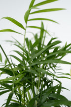 Mélange De 4 Plantes Faciles D’Entretien – Plante D’Intérieur