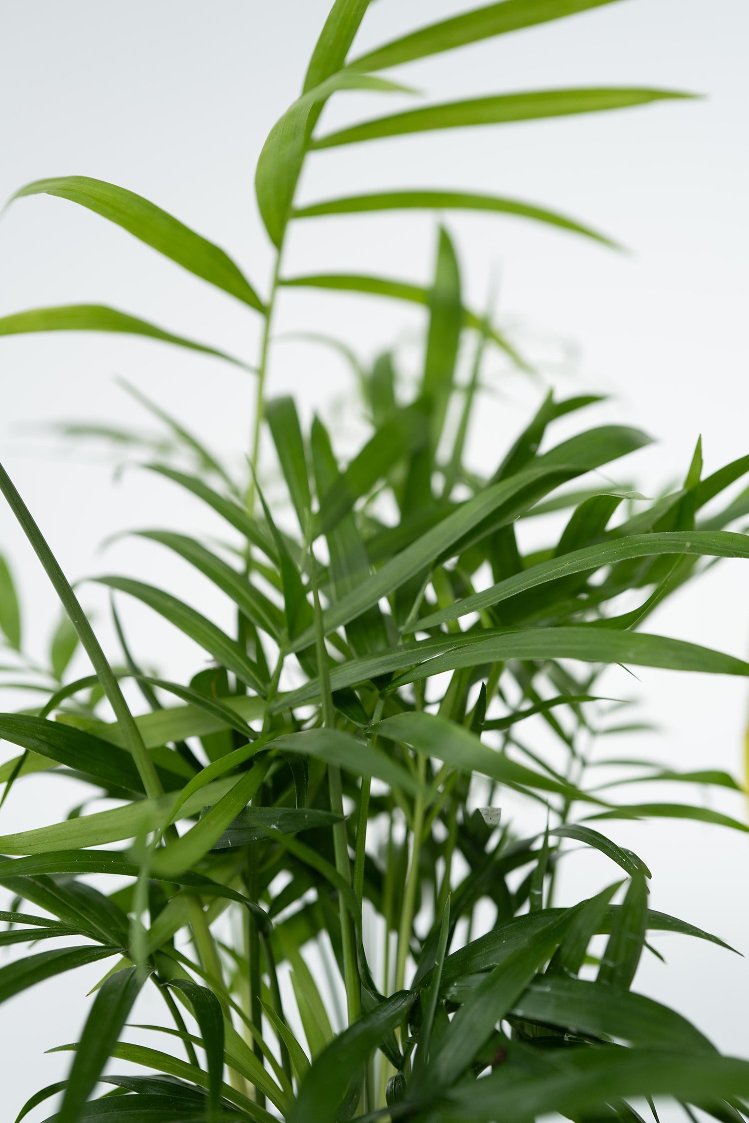 Mélange De 4 Plantes Faciles D’Entretien – Plante D’Intérieur