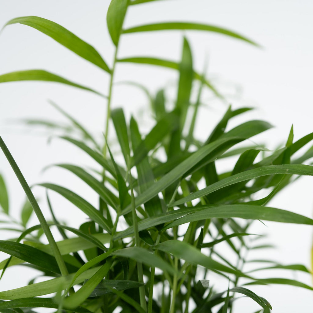 Lot De 4 Plantes Faciles D'Entretien – Plante D'Intérieur