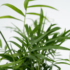 Lot De 4 Plantes Faciles D'Entretien – Plante D'Intérieur