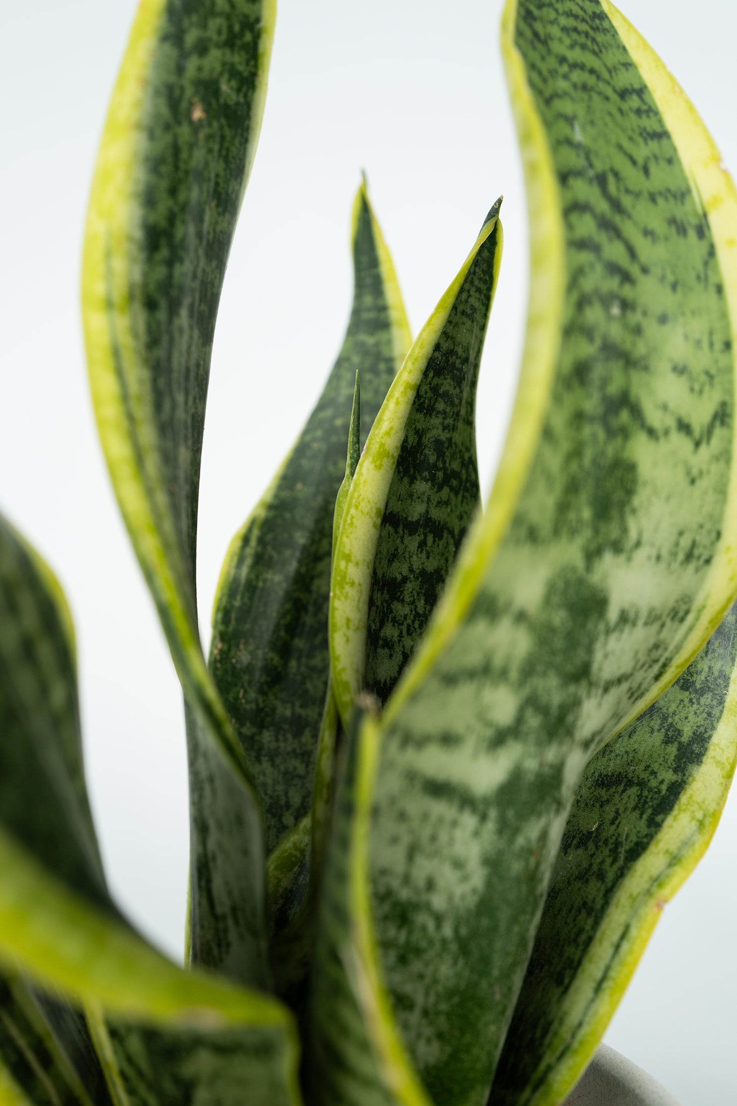 Mélange De 4 Plantes Faciles D’Entretien – Plante D’Intérieur