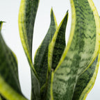 Lot De 4 Plantes Faciles D'Entretien – Plante D'Intérieur