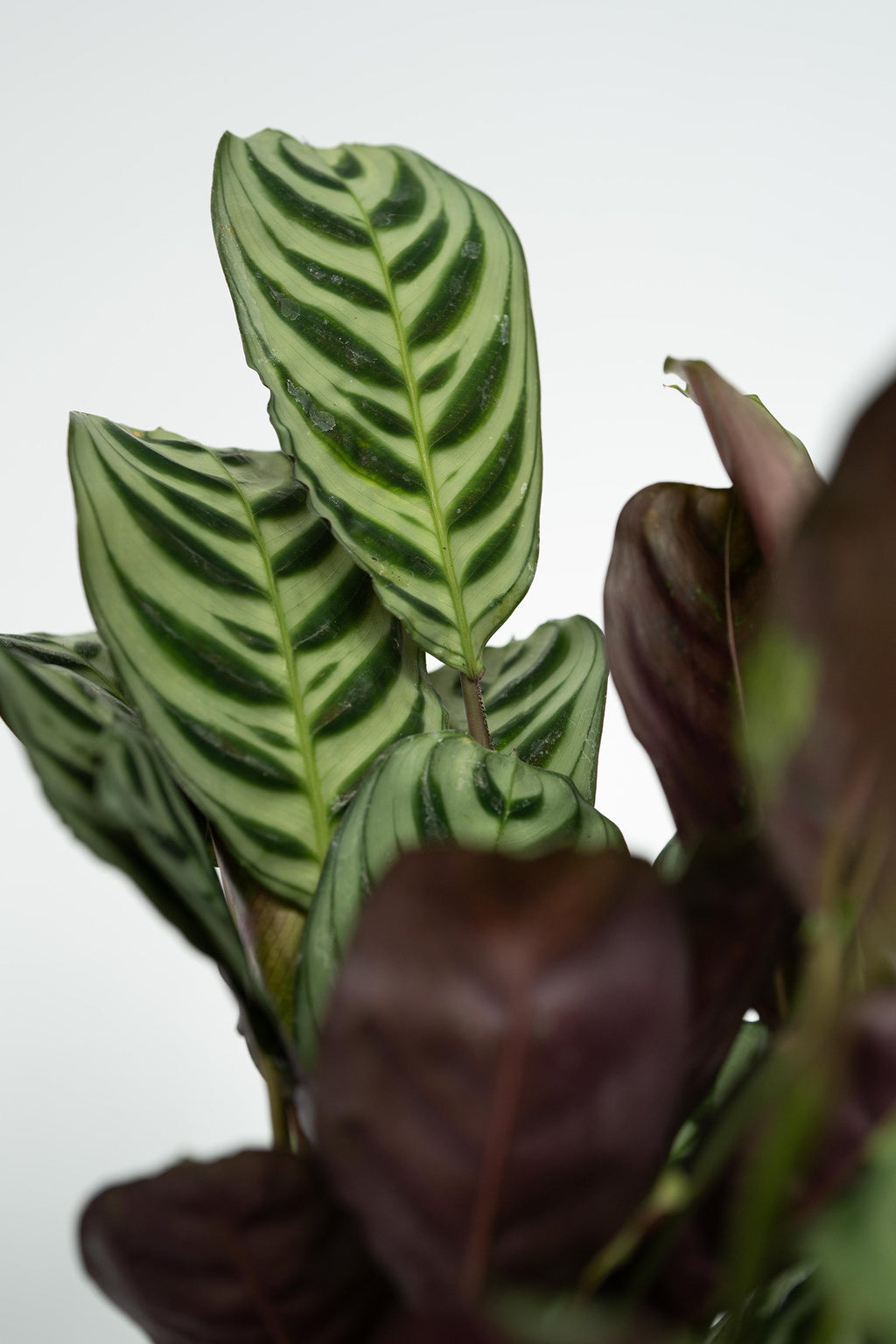 Mélange De 4 Plantes Faciles D’Entretien – Plante D’Intérieur
