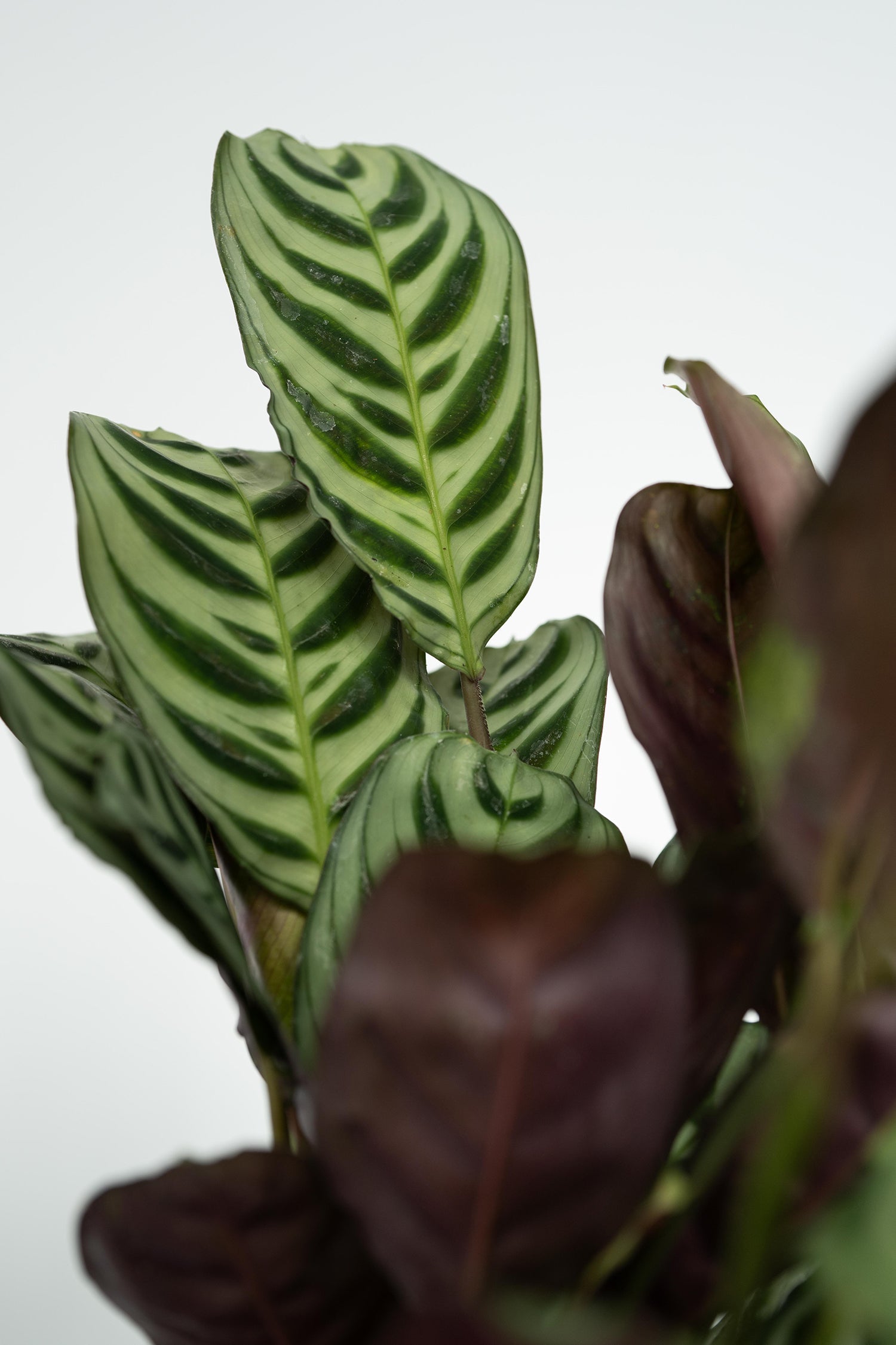 Mélange De 4 Plantes Faciles D’Entretien – Plante D’Intérieur
