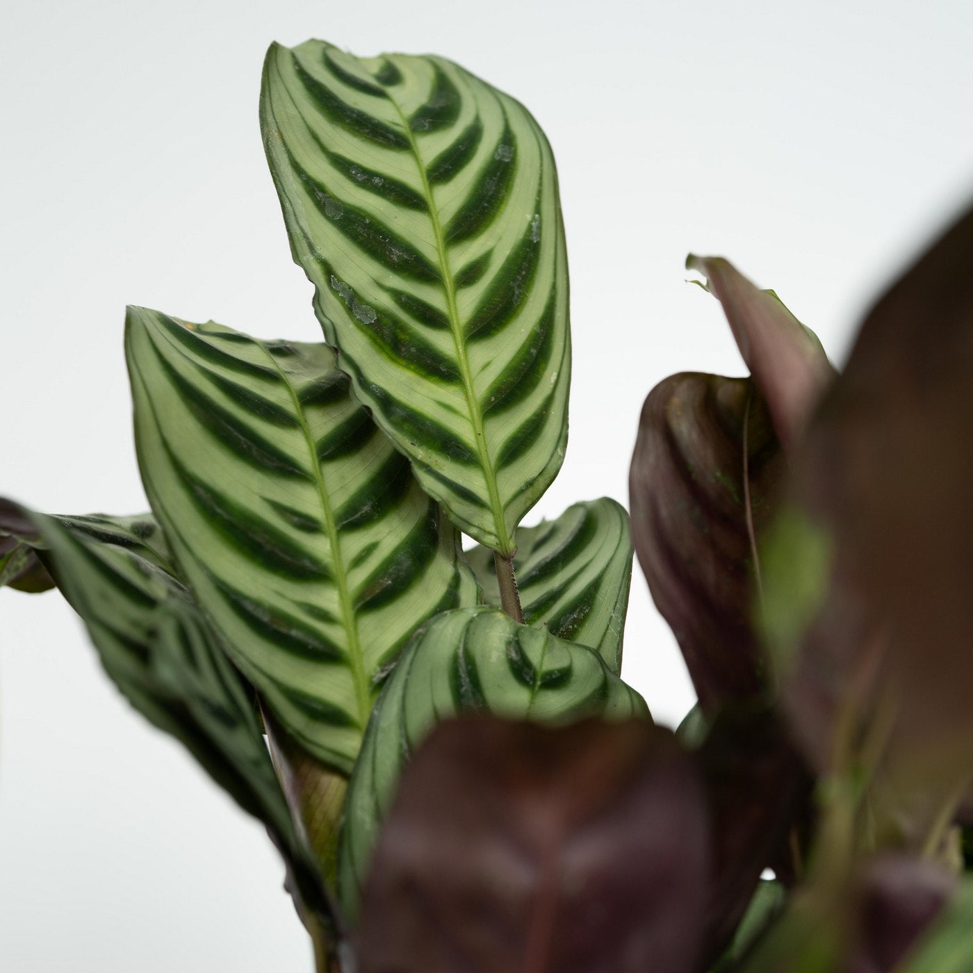 Lot De 4 Plantes Faciles D'Entretien – Plante D'Intérieur