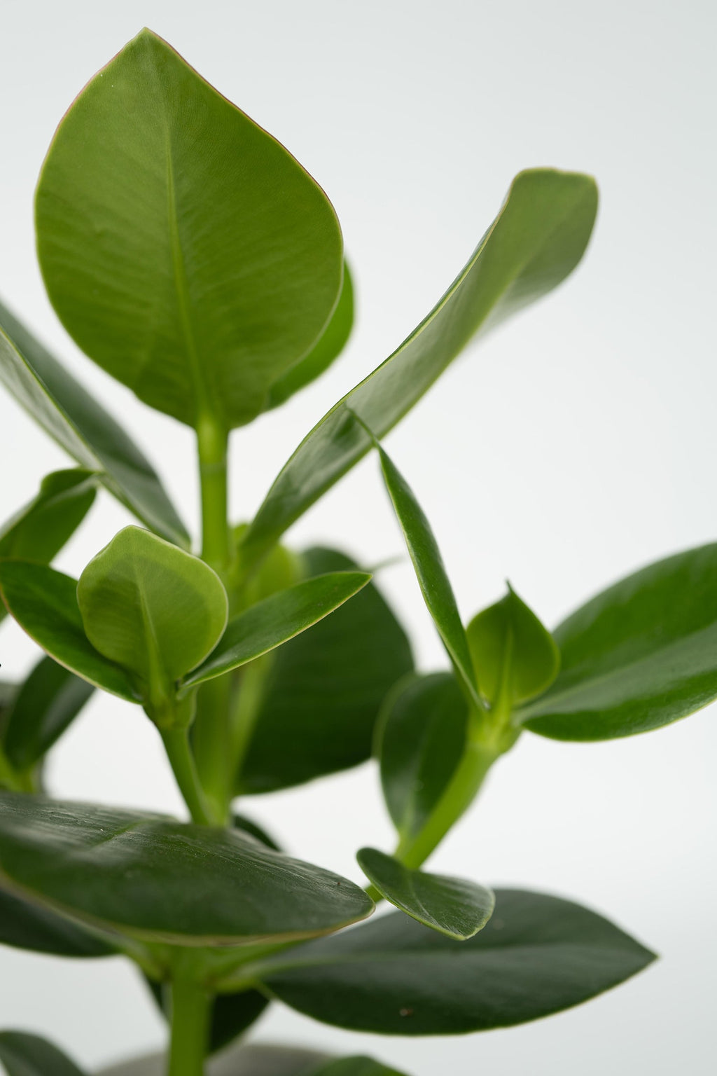 Mélange De 4 Plantes Faciles D’Entretien – Plante D’Intérieur