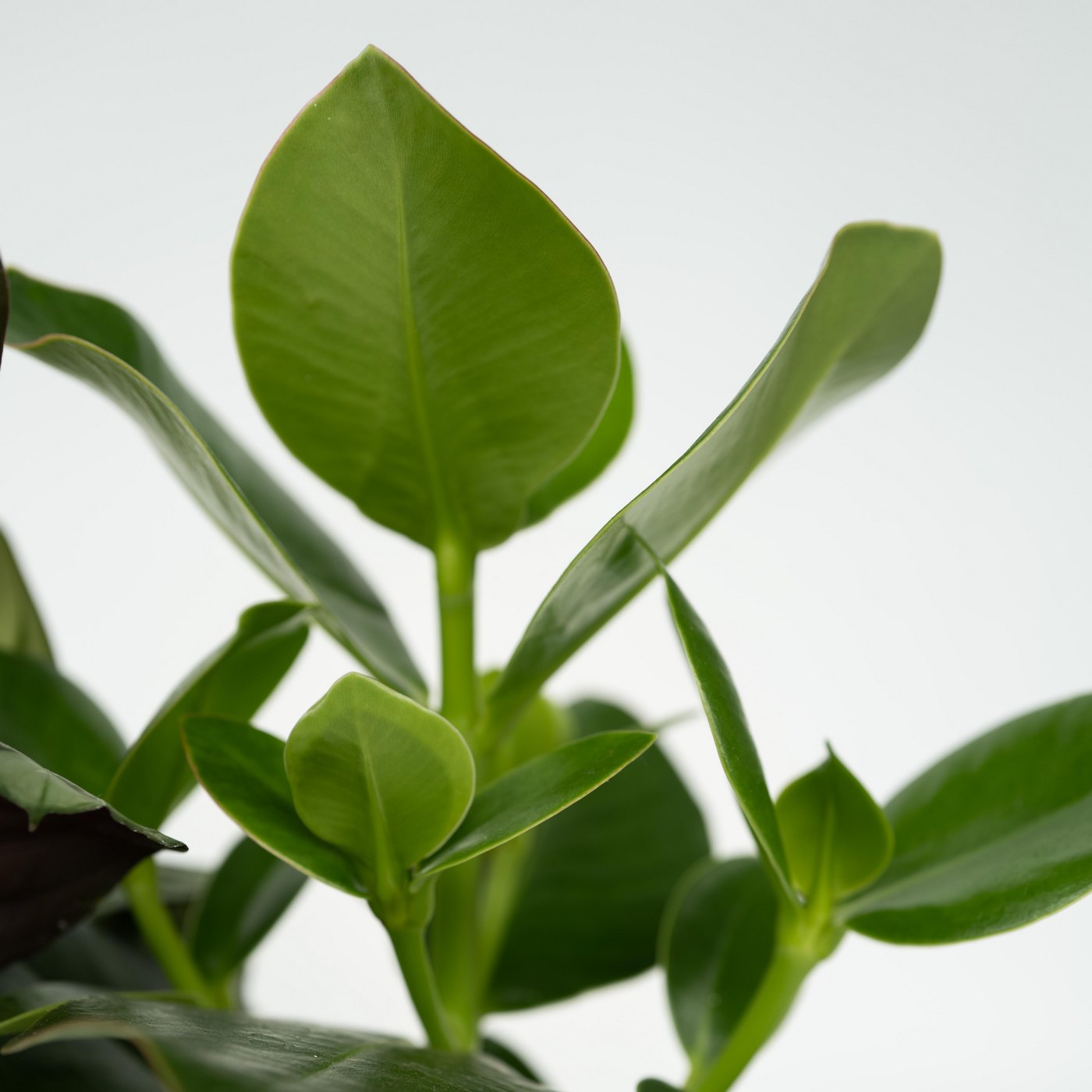 Lot De 4 Plantes Faciles D'Entretien – Plante D'Intérieur