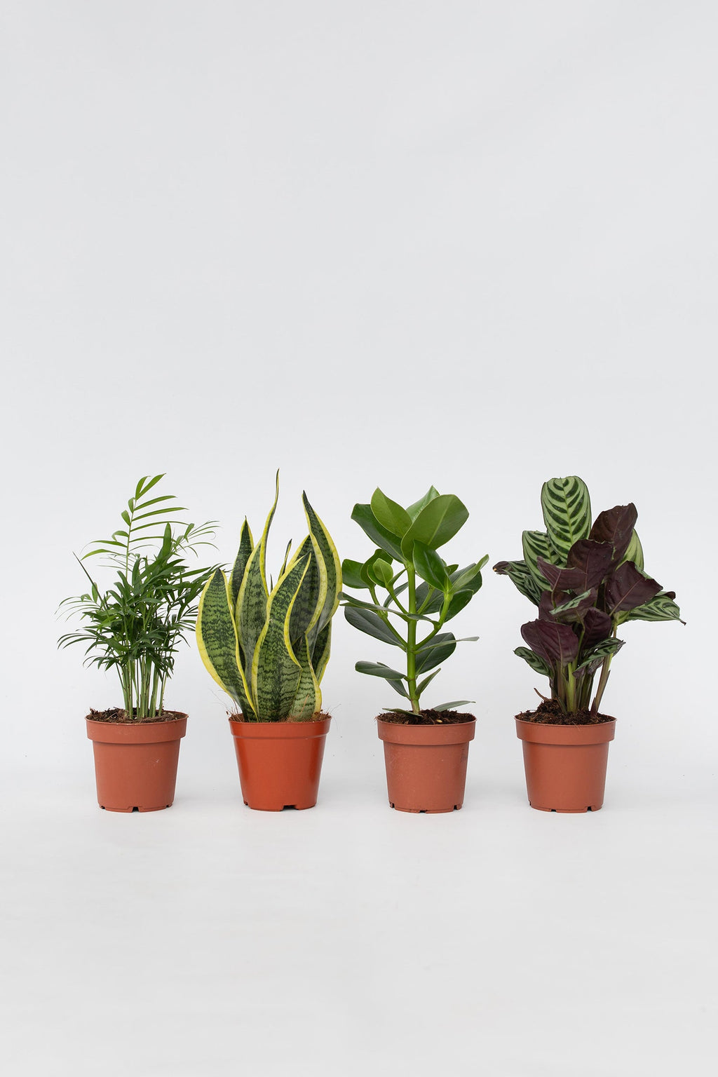 Mélange De 4 Plantes Faciles D’Entretien – Plante D’Intérieur