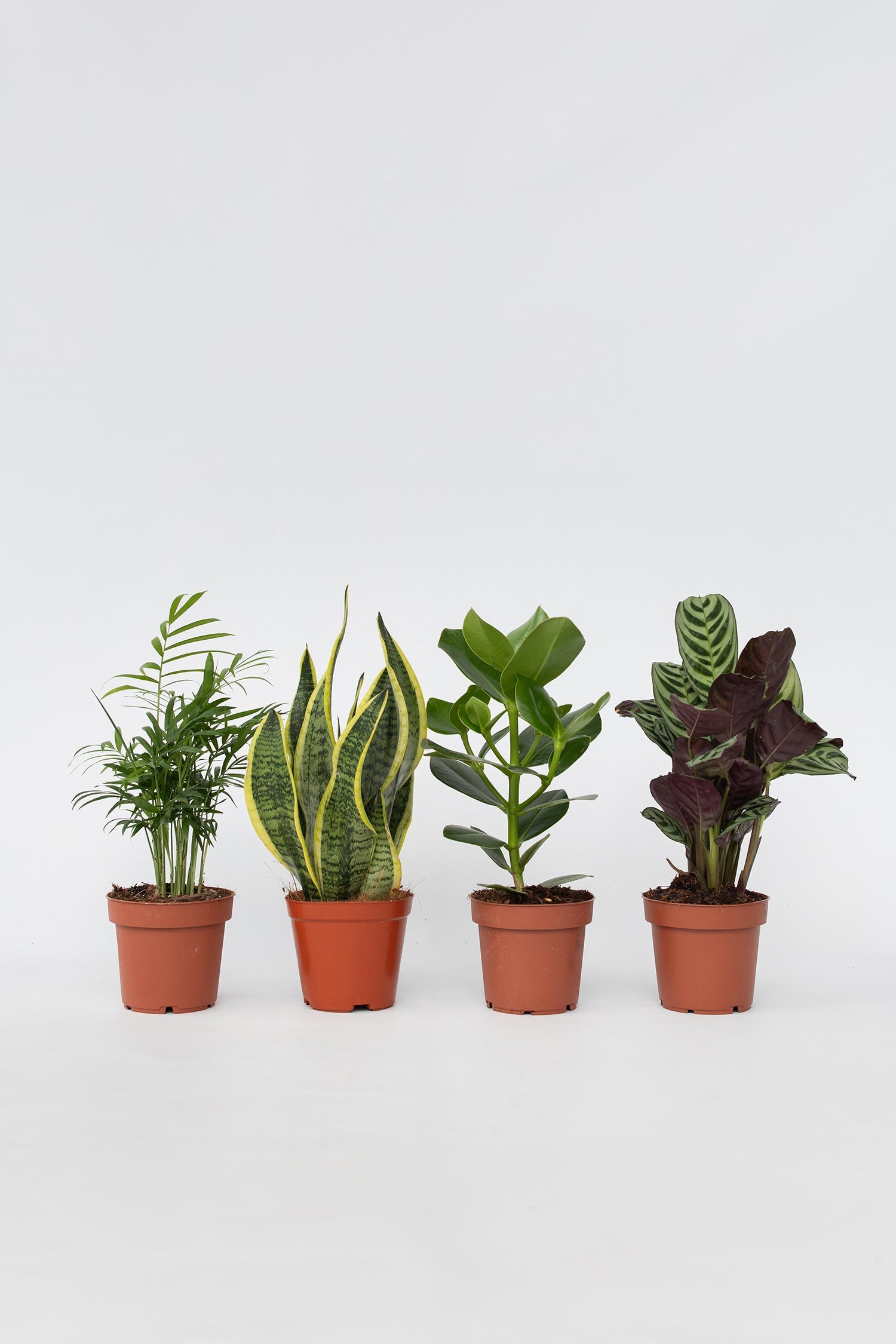 Mélange De 4 Plantes Faciles D’Entretien – Plante D’Intérieur