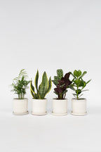 Mélange De 4 Plantes Faciles D’Entretien – Plante D’Intérieur