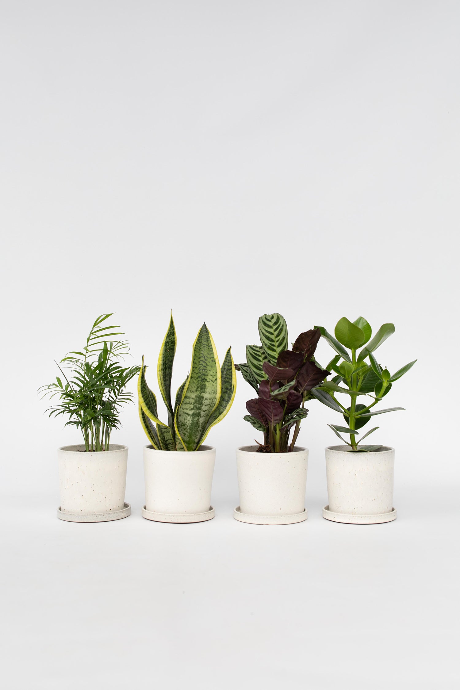Mélange De 4 Plantes Faciles D’Entretien – Plante D’Intérieur