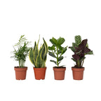 Lot De 4 Plantes Faciles D'Entretien – Plante D'Intérieur