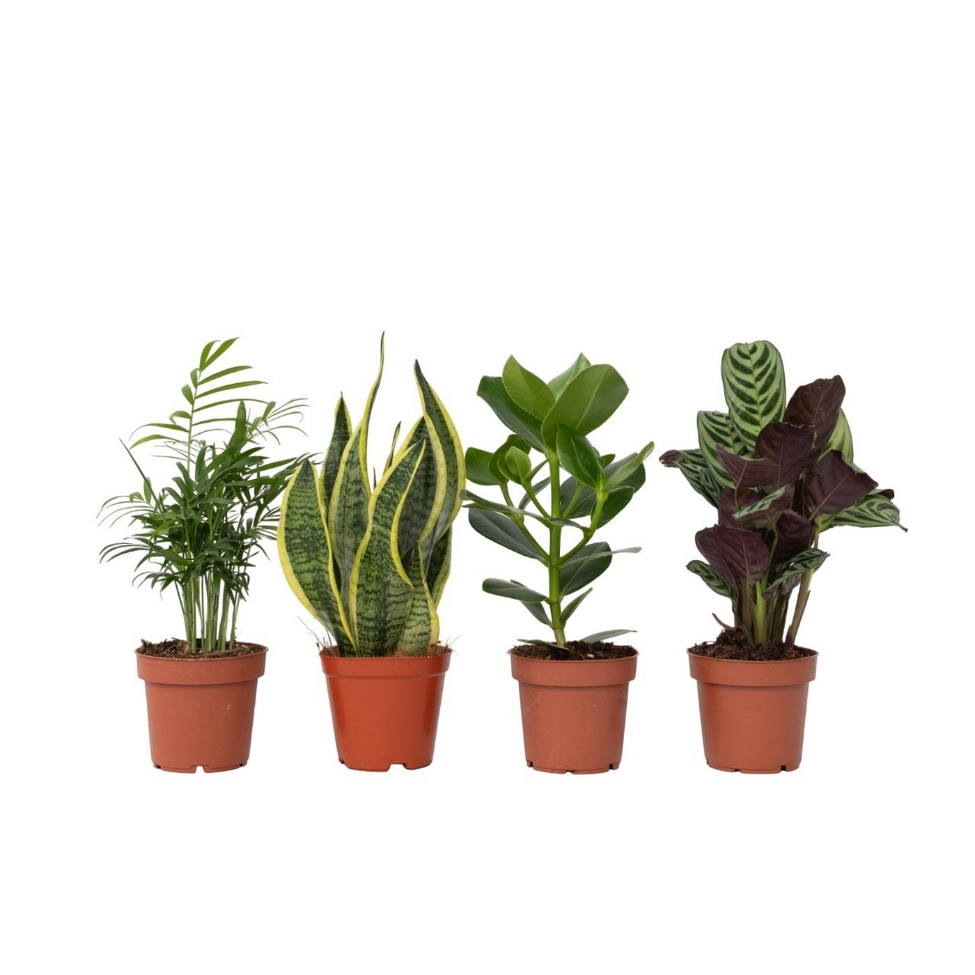 Lot De 4 Plantes Faciles D'Entretien – Plante D'Intérieur