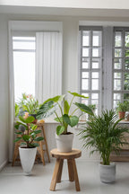 Mélange De 2 Mini Palmiers D’Intérieur – Plante D’Intérieur