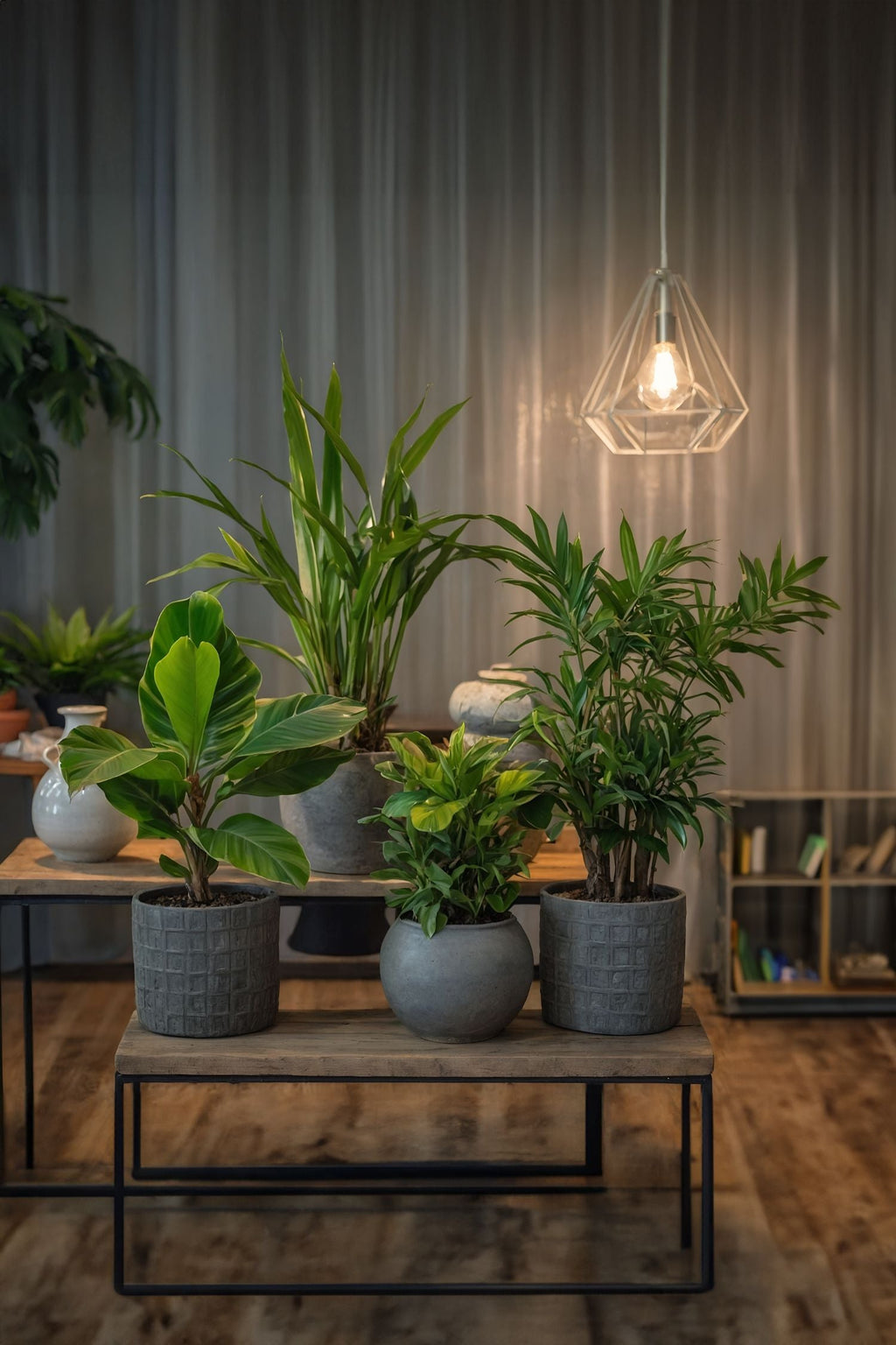 Mélange De 4 Plantes D’Intérieur Tendance – Plante D’Intérieur