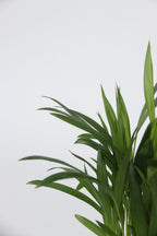 Mélange De 4 Plantes D’Intérieur Tendance – Plante D’Intérieur