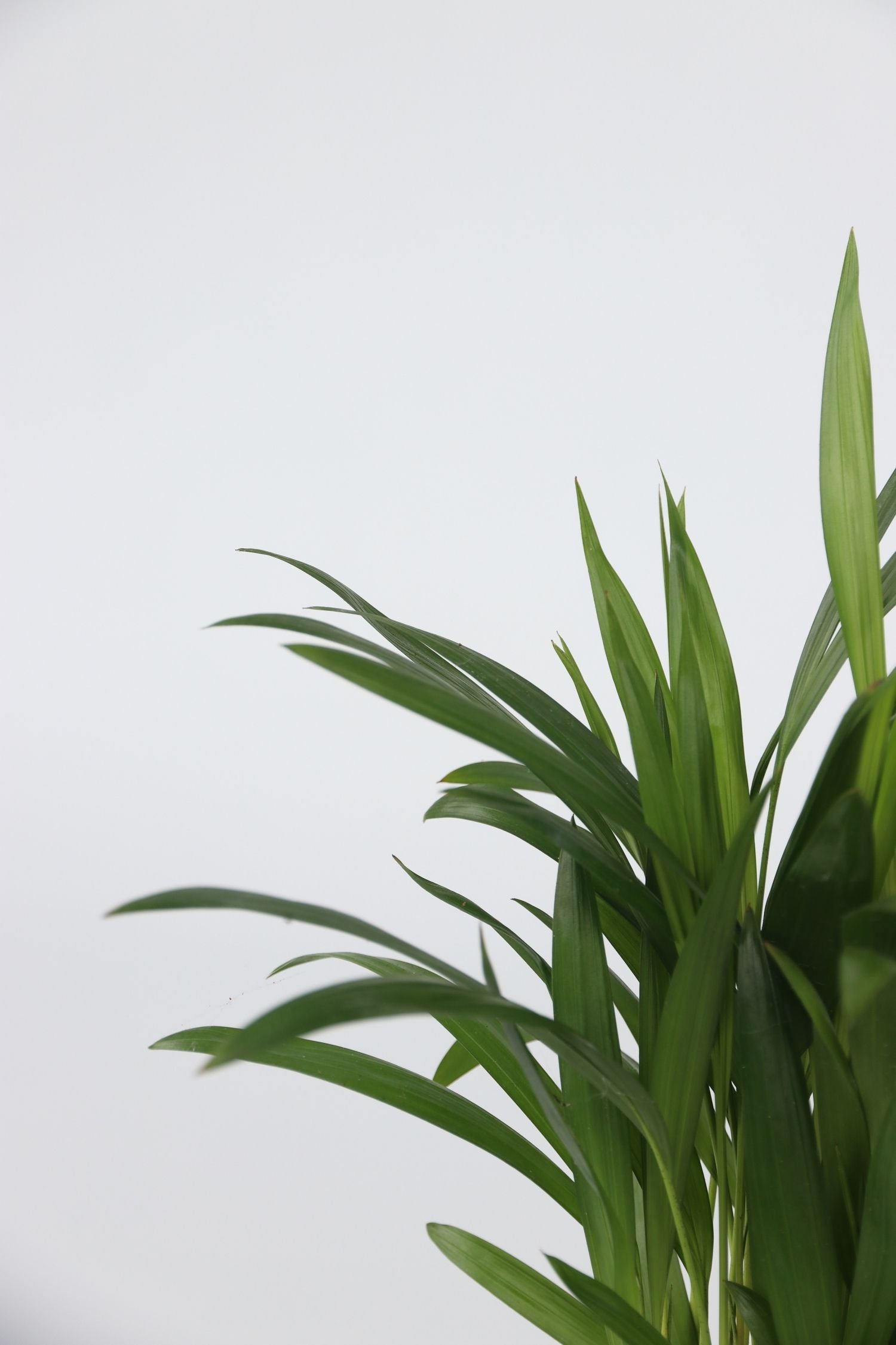 Mélange De 4 Plantes D’Intérieur Tendance – Plante D’Intérieur