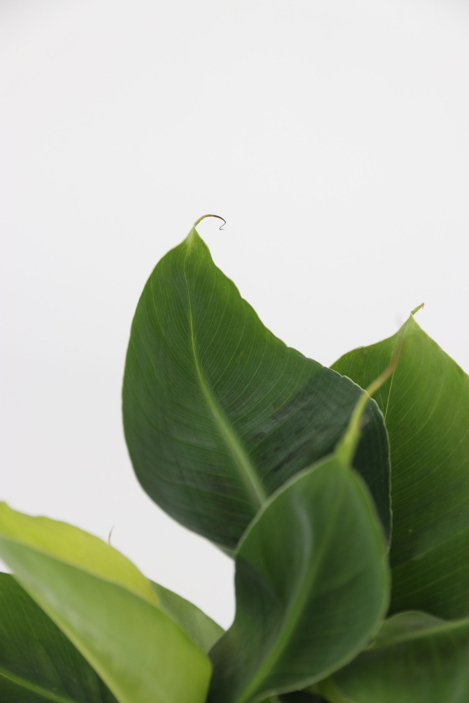 Mélange De 4 Plantes D’Intérieur Tendance – Plante D’Intérieur