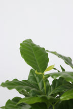 Mélange De 4 Plantes D’Intérieur Tendance – Plante D’Intérieur