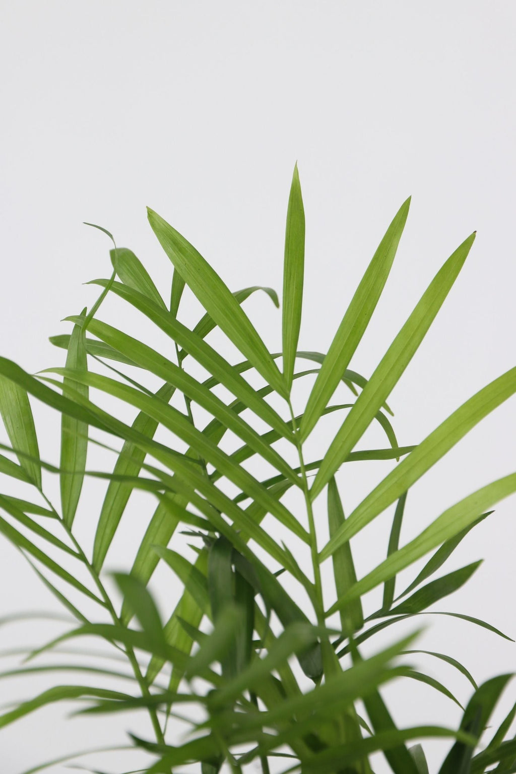 Mélange De 4 Plantes D’Intérieur Tendance – Plante D’Intérieur