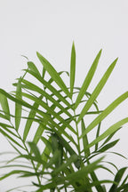 Mélange De 4 Plantes D’Intérieur Tendance – Plante D’Intérieur