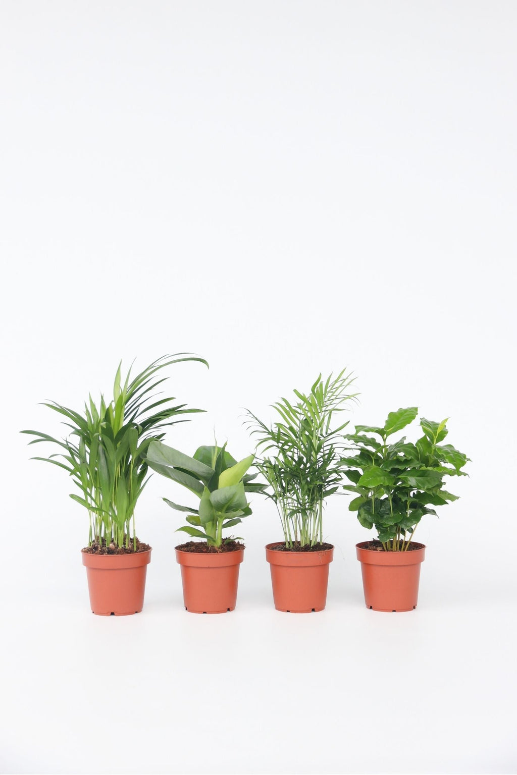 Mélange De 4 Plantes D’Intérieur Tendance – Plante D’Intérieur