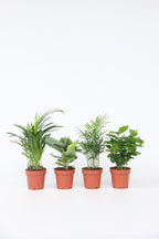 Mélange De 4 Plantes D’Intérieur Tendance – Plante D’Intérieur