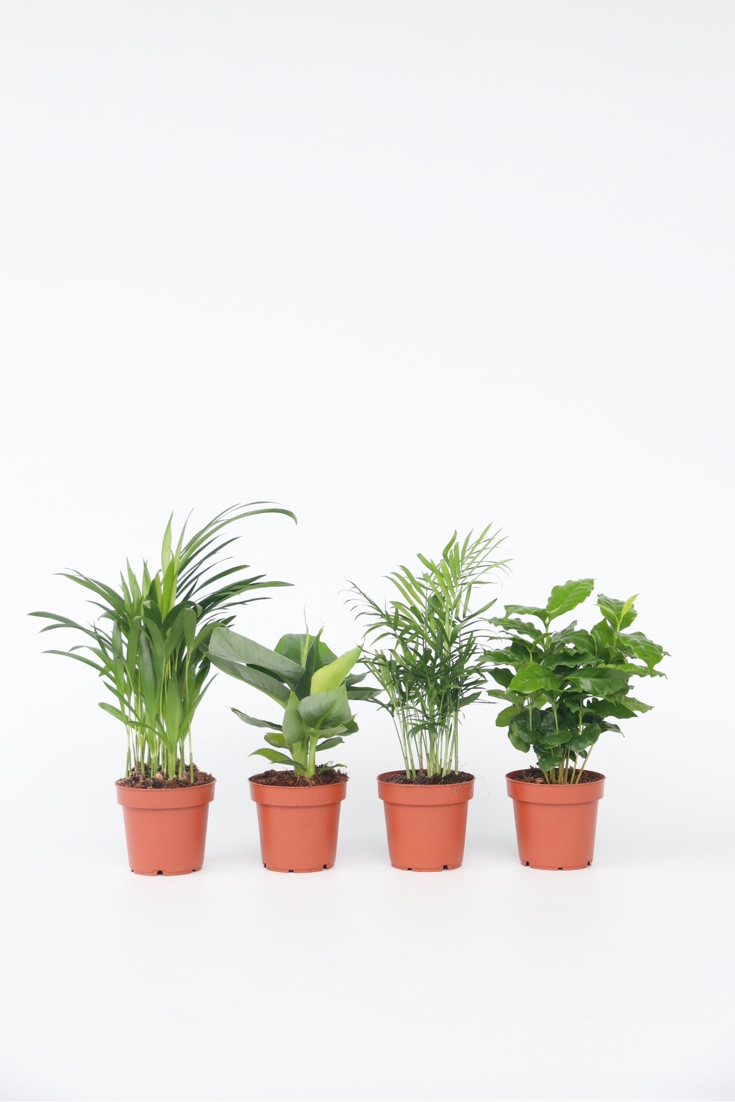 Mélange De 4 Plantes D’Intérieur Tendance – Plante D’Intérieur