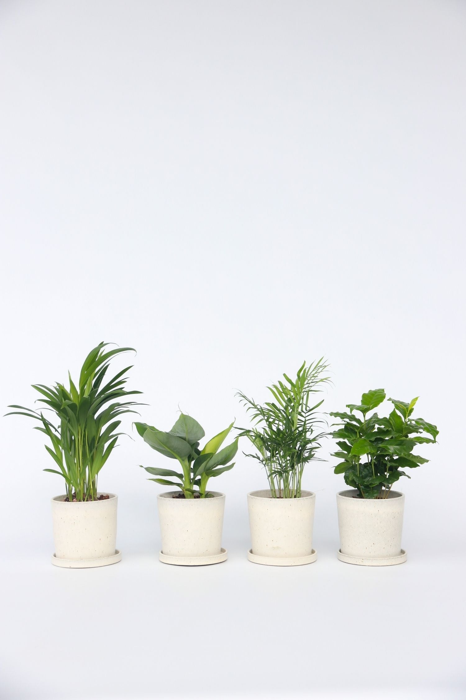 Mélange De 4 Plantes D’Intérieur Tendance – Plante D’Intérieur